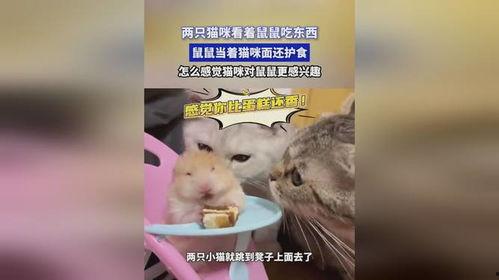 娱乐吃瓜酱鼠,揭秘娱乐圈那些不为人知的幕后故事  第3张